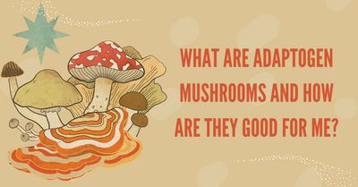 What are Adaptogen Mushrooms and How are they Good for Me?